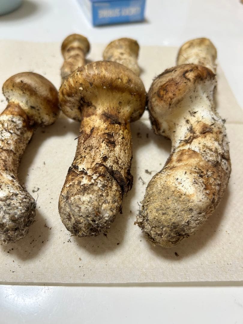 国産松茸極上171g