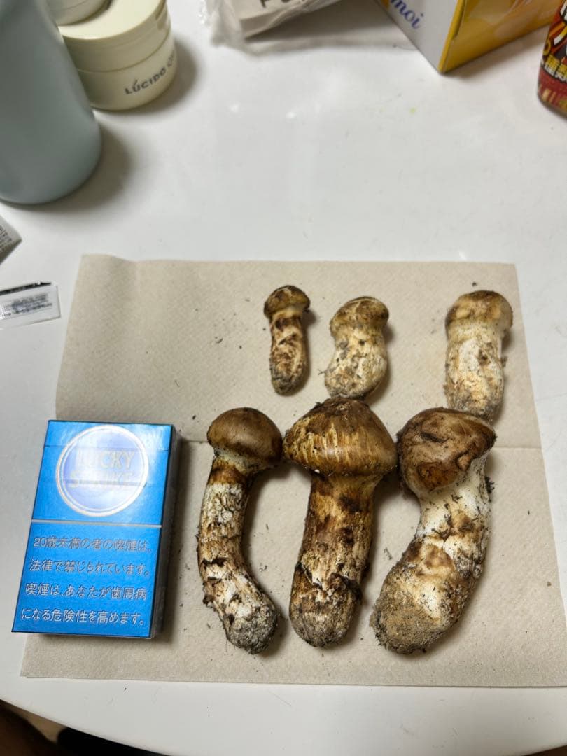 国産松茸極上171g