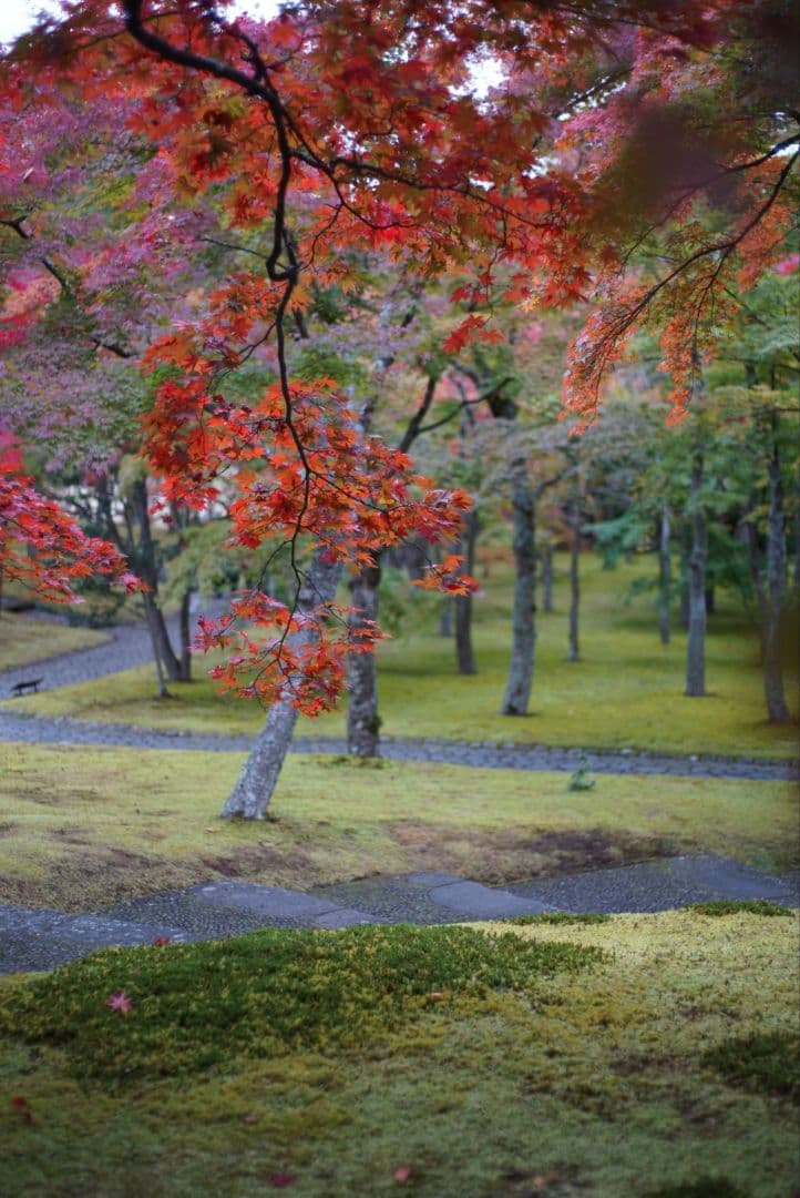 【動作確認済】Nikon Ai-s 50mm f1.8 パンケーキ 純正付属品付