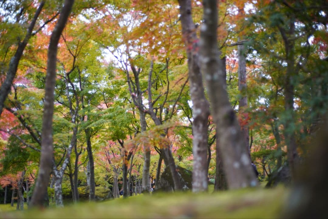 【動作確認済】Nikon Ai-s 50mm f1.8 パンケーキ 純正付属品付