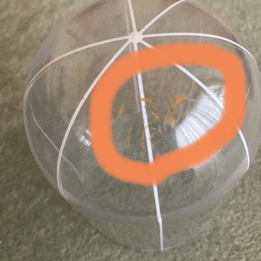 blackbird,fly 二眼レフカメラ