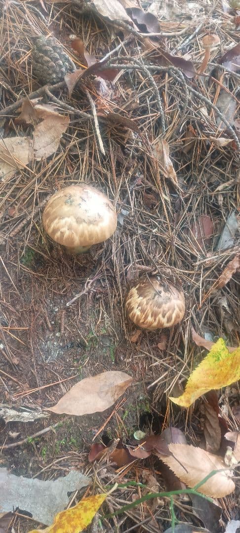 松茸 １㌔　岐阜県産