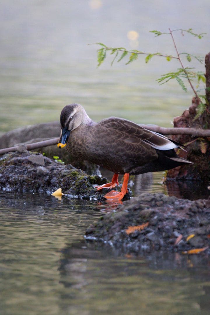 Canon EOS 80D デジタル一眼レフ レンズ付き