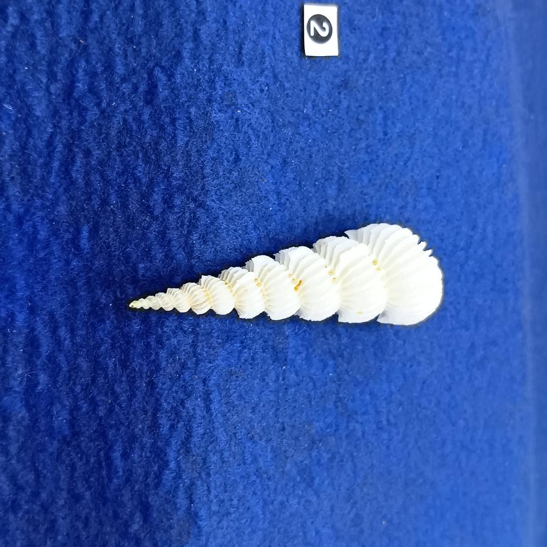 ②-1貝標本ヤエバイトカケ（蓋付）