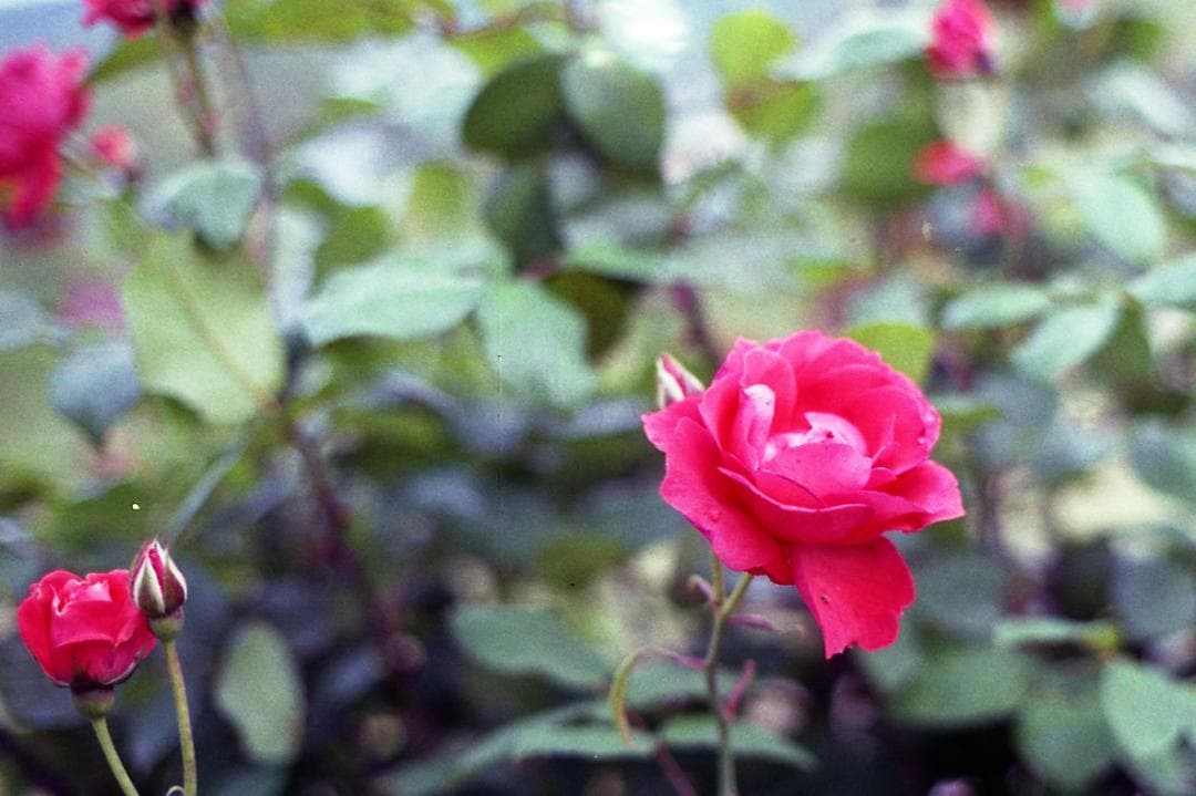 【試写確認済み】オリンパス OLYMPUS OM-1