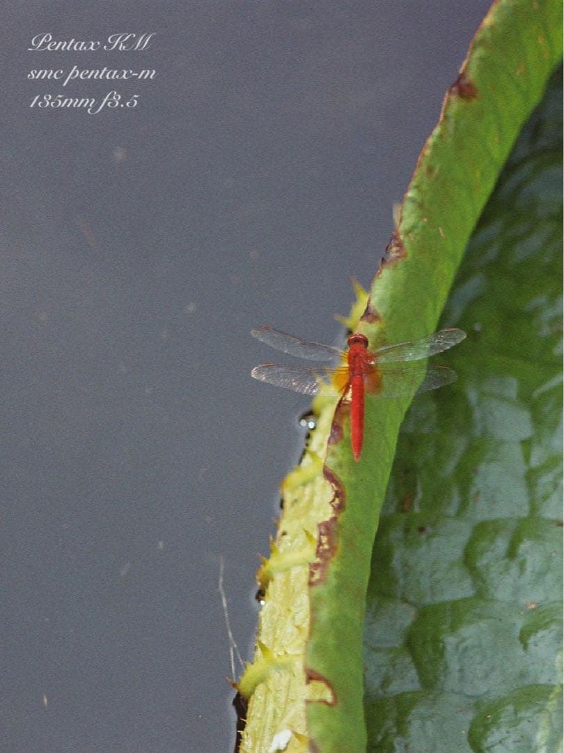 ★完動品＊美品★pentax km／135mm★初期保証＊作例多数