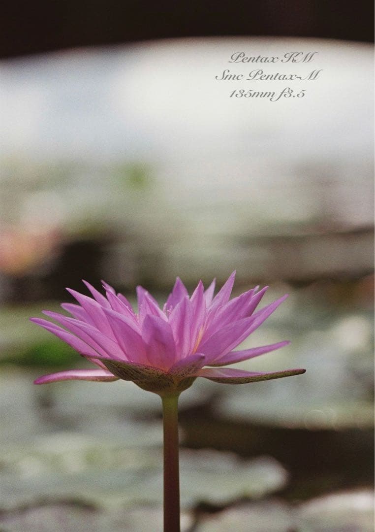 ★完動品＊美品★pentax km／135mm★初期保証＊作例多数