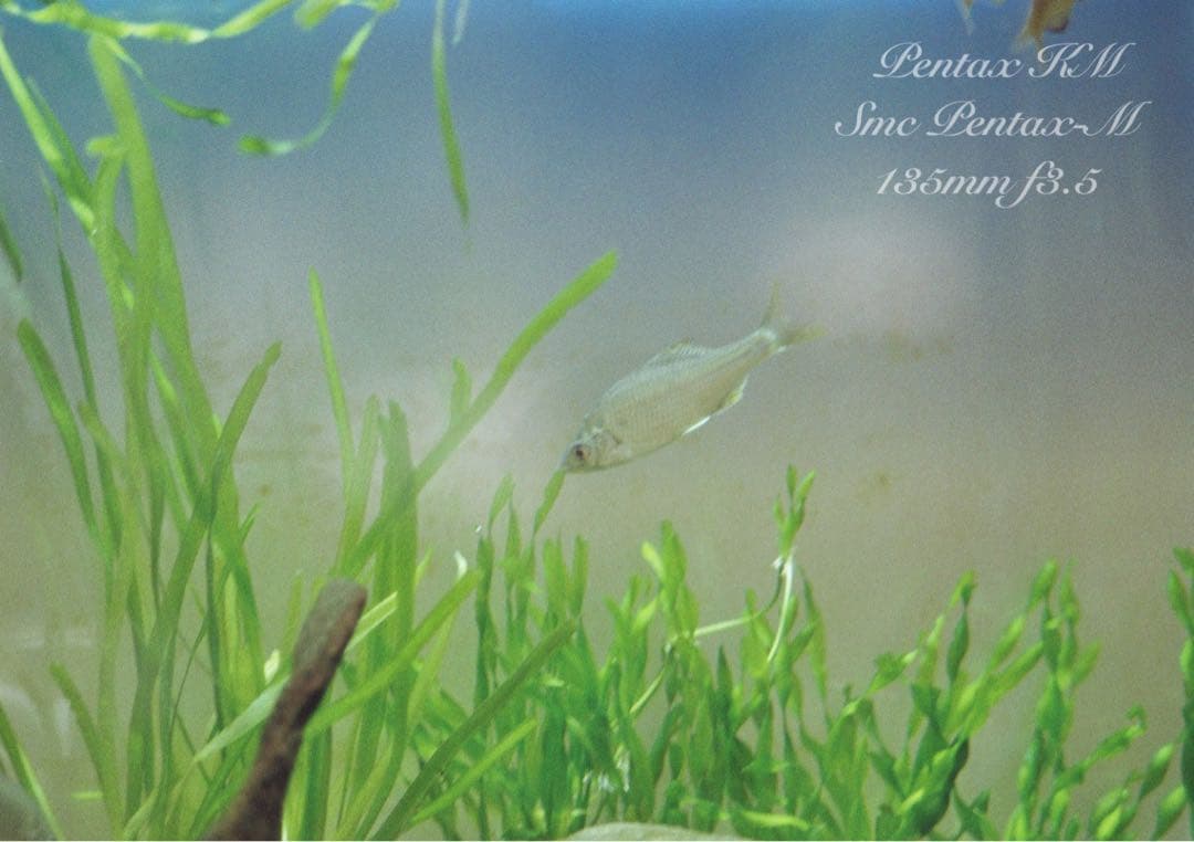 ★完動品＊美品★pentax km／135mm★初期保証＊作例多数