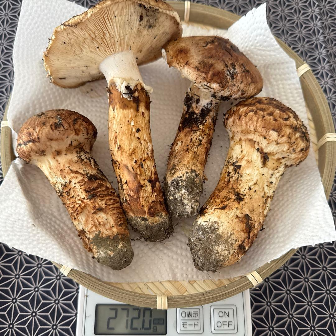 岩手県産 松茸 ひらきつぼみセット