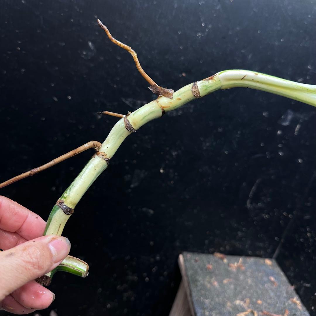 さ**様 斑入りモンステラホワイトタイガー大茎8株おまとめ