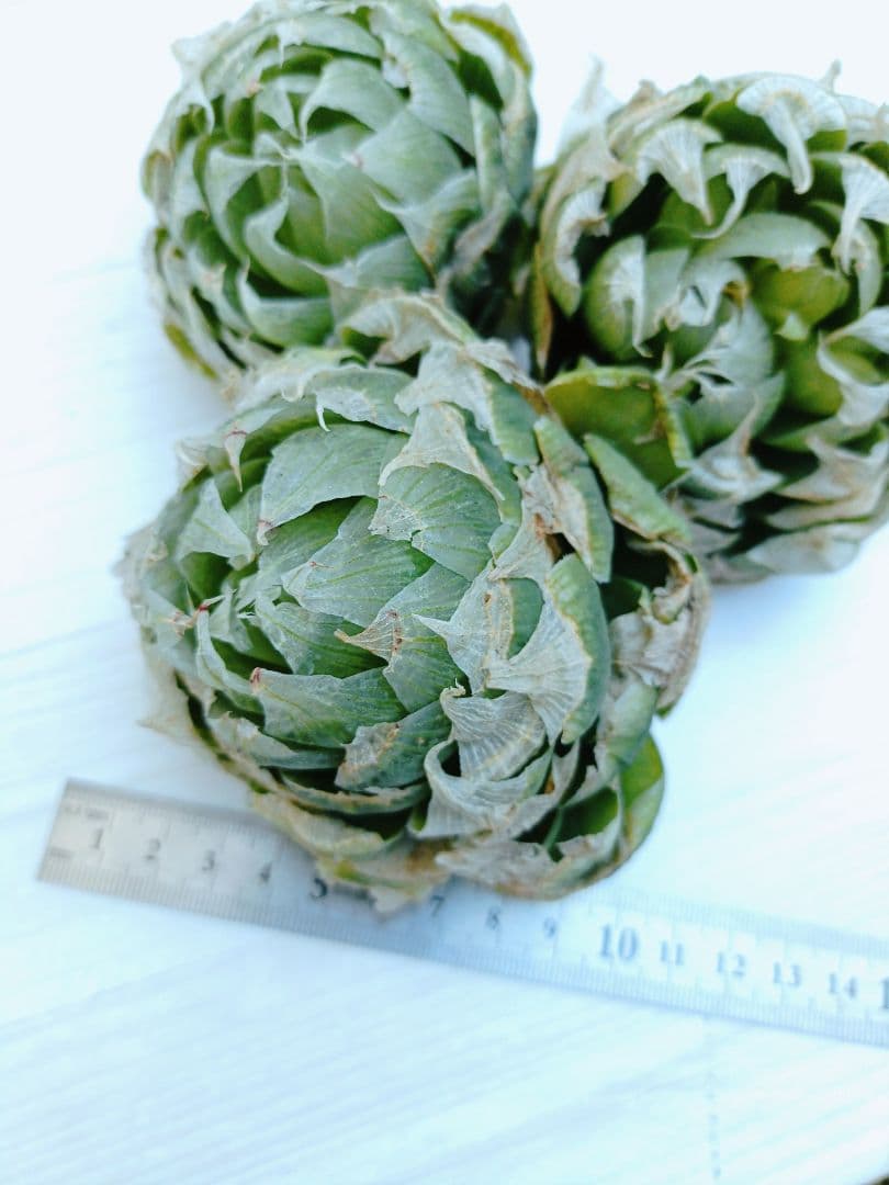 椿様ご検討中　　5苗半額セール傷多め　ロックウッディ　ハオルチア　レア種