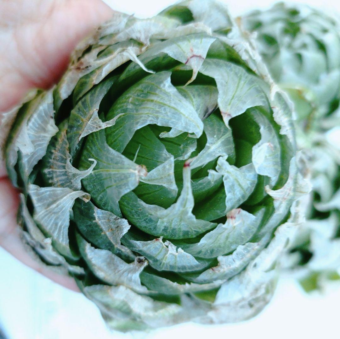 椿様ご検討中　　5苗半額セール傷多め　ロックウッディ　ハオルチア　レア種