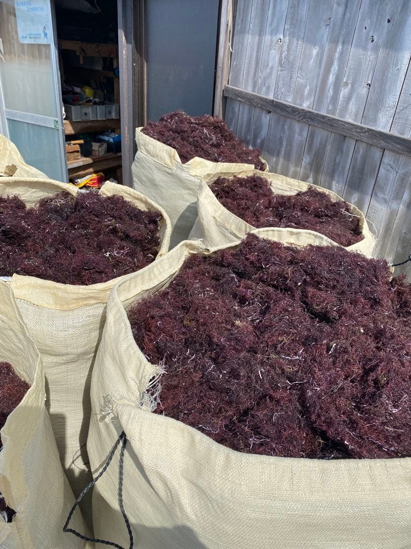 南房総産　天草　ところてん5キロ