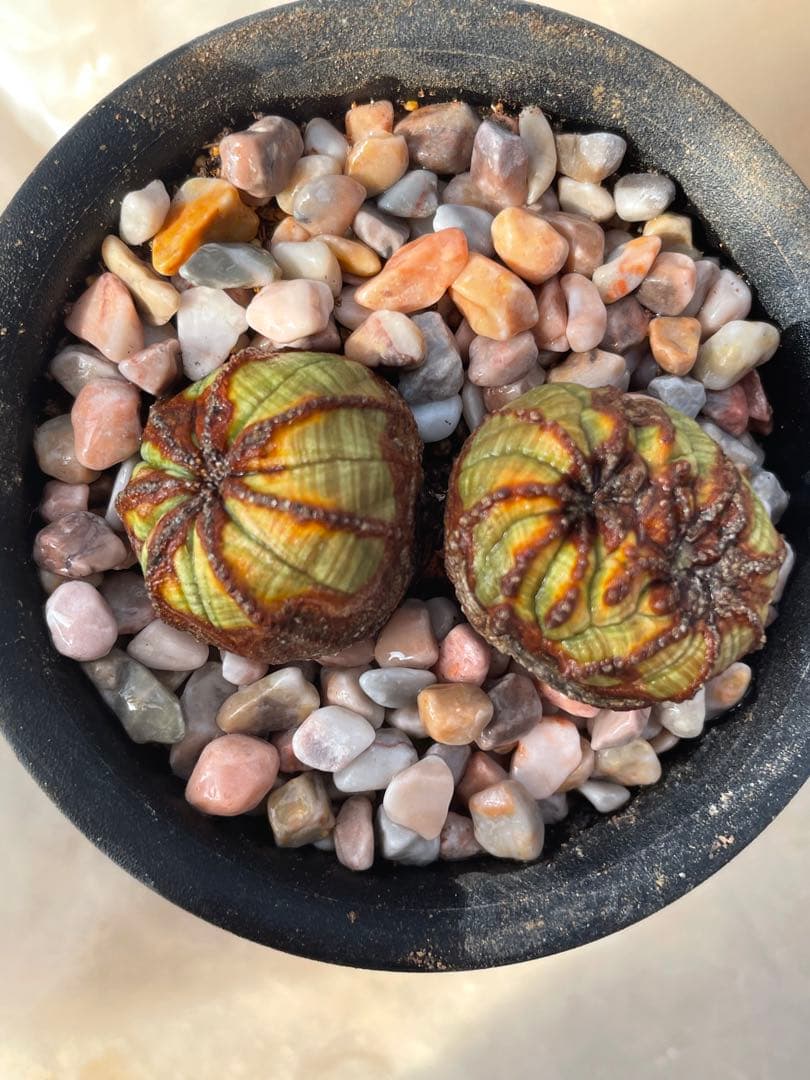 た*く様 オベサ綴化つき 極オールド ダブルヘッド