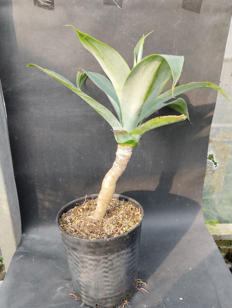 に*ろ様 アガベ　アテナータ　ハンチントンブルー