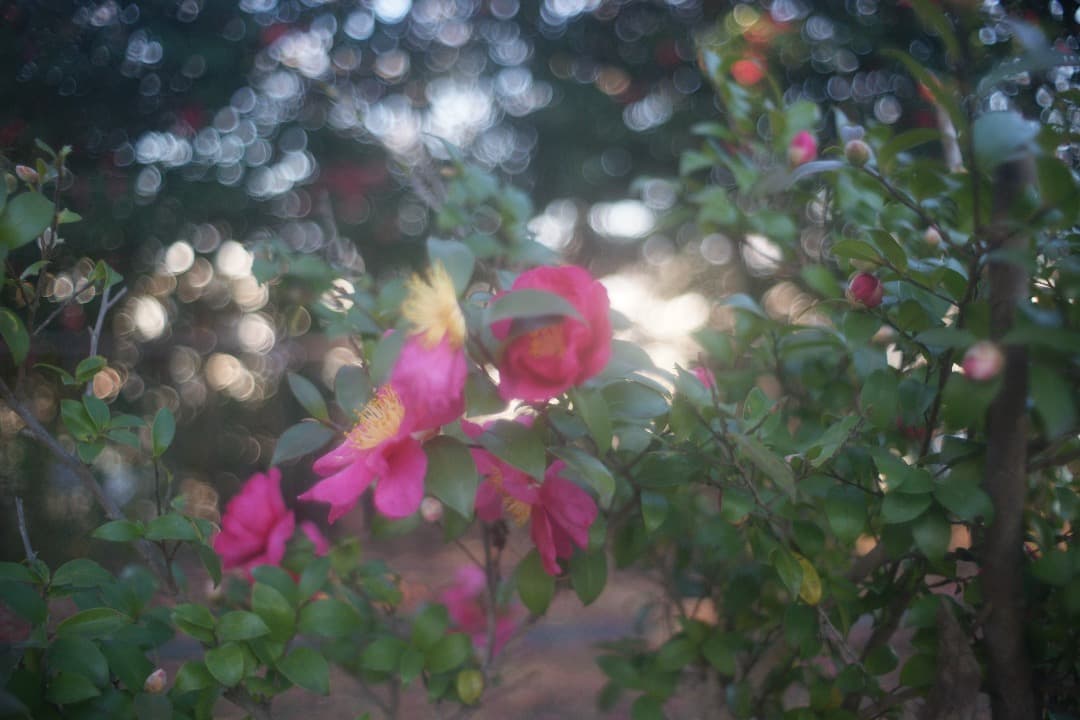 ペンタックス Super Takumar 35mm F/2 広角レンズ 前期型