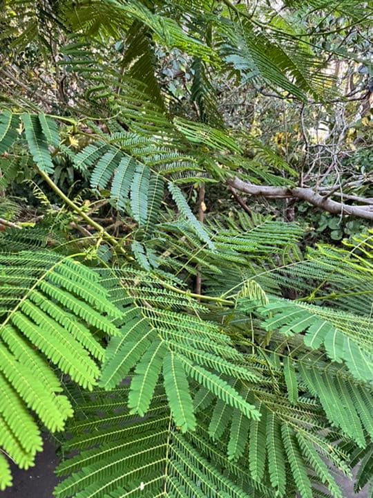 オータス　Otus 新品未使用。需要有れば写真あげます。