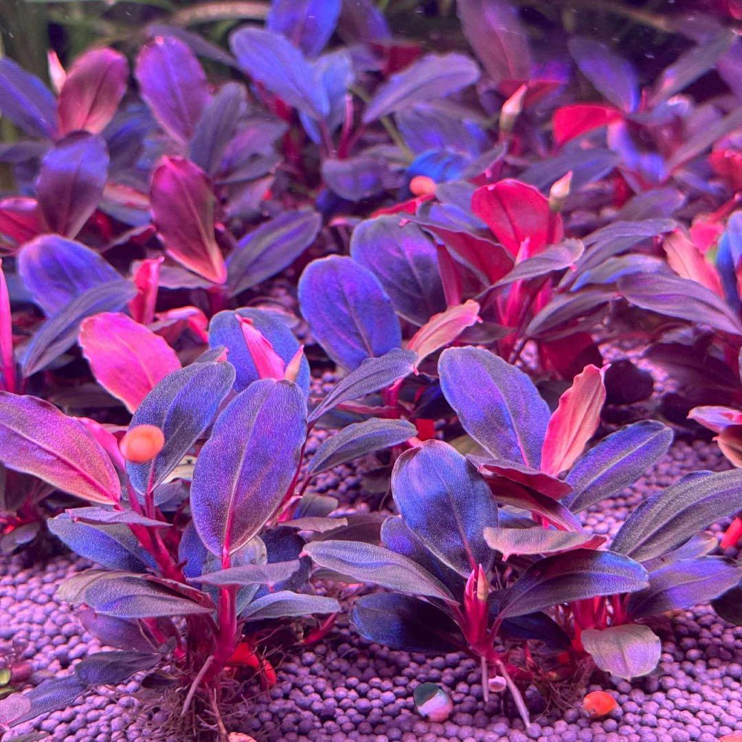 Bucephalandra『Moonlight』5株 フォロワ-割引、オマケ