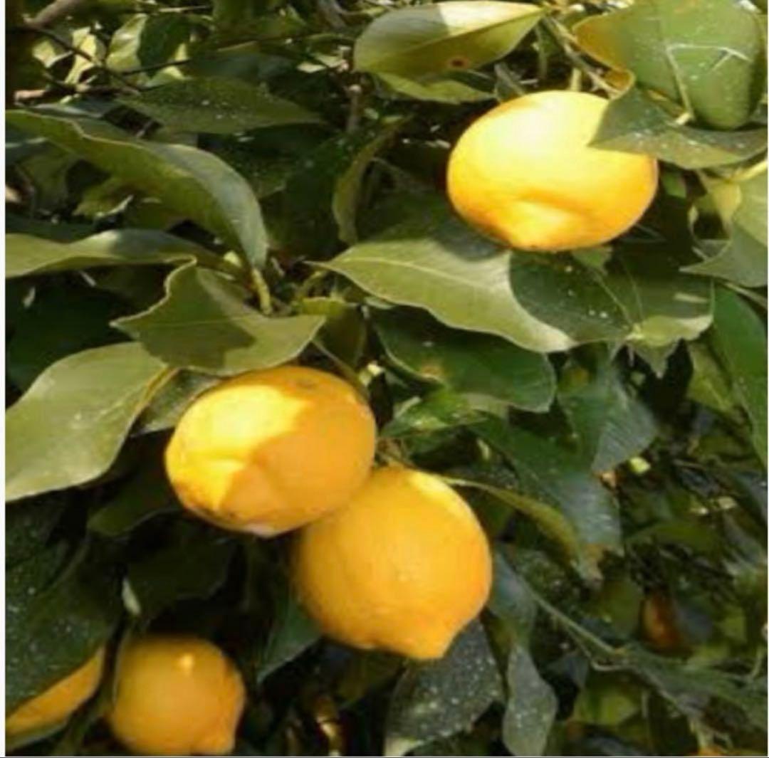 16国産瀬戸田レモン10kg前後