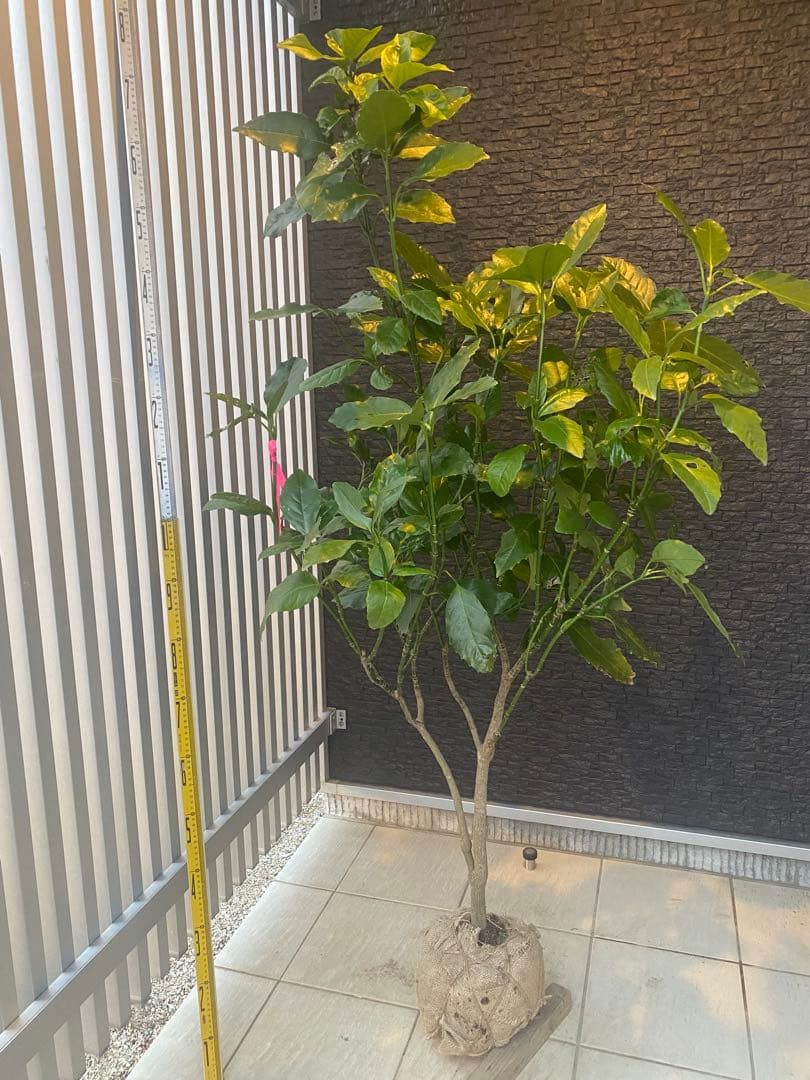 パル@プロフ必読 クロアオキ　樹高H1.5m