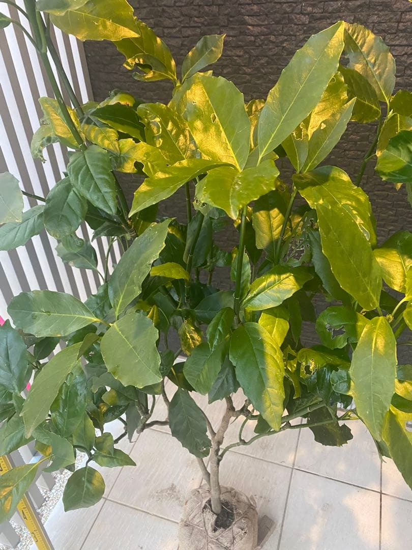 パル@プロフ必読 クロアオキ　樹高H1.5m