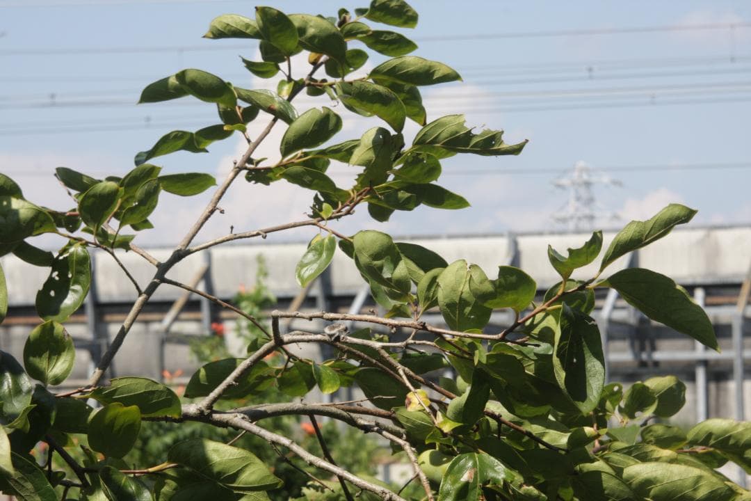 レンズ(単焦点) FUJI PHOTO EBC FUJINON-SF 85mm F4 M42