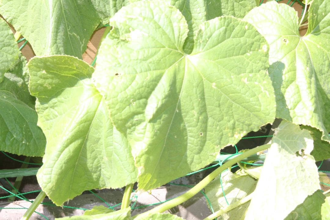 レンズ(単焦点) FUJI PHOTO EBC FUJINON-SF 85mm F4 M42