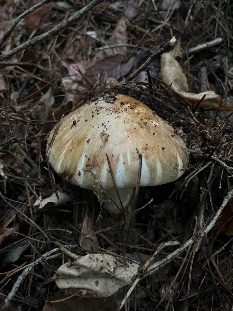 南信州産　松茸　本日朝どれ　149g