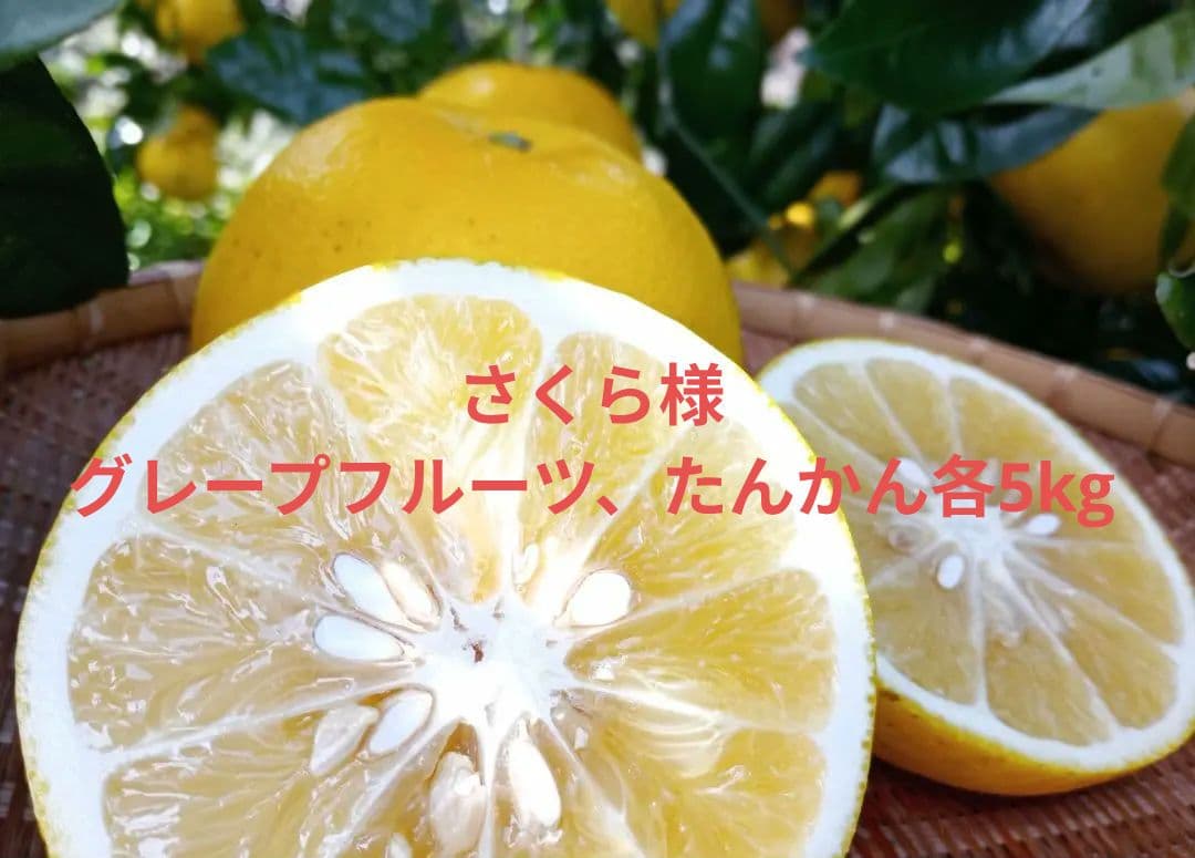 ④世界遺産屋久島産グレープフルーツ10kg　EM栽培農薬不使用　樹上完熟農園直送