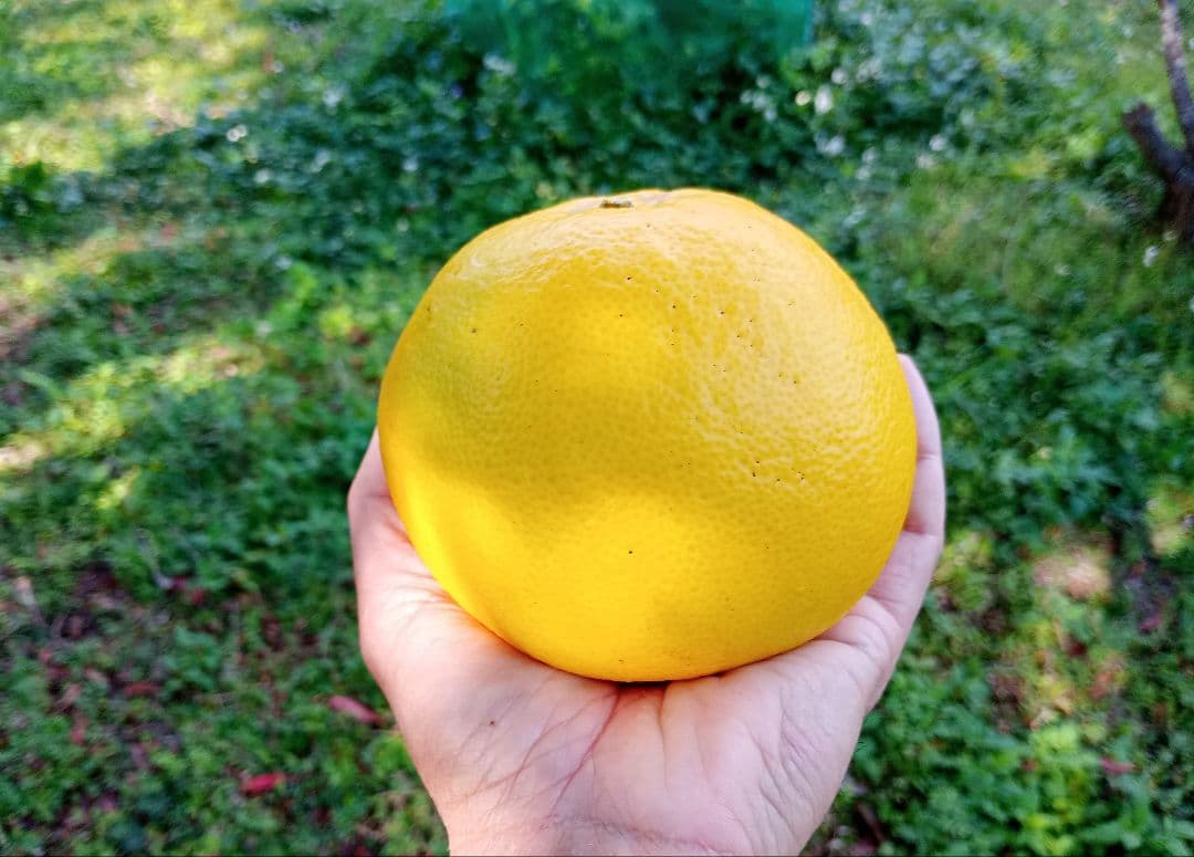 ④世界遺産屋久島産グレープフルーツ10kg　EM栽培農薬不使用　樹上完熟農園直送