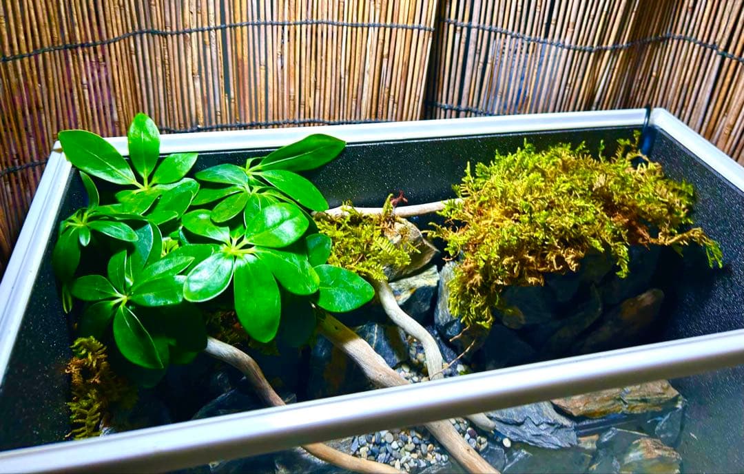 水の流れる滝テラリウム水槽　40サイズ