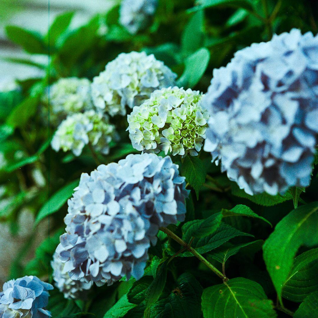 ROLLEI ローライコード用Bay1規格 ローライナー1　希少　作例あり