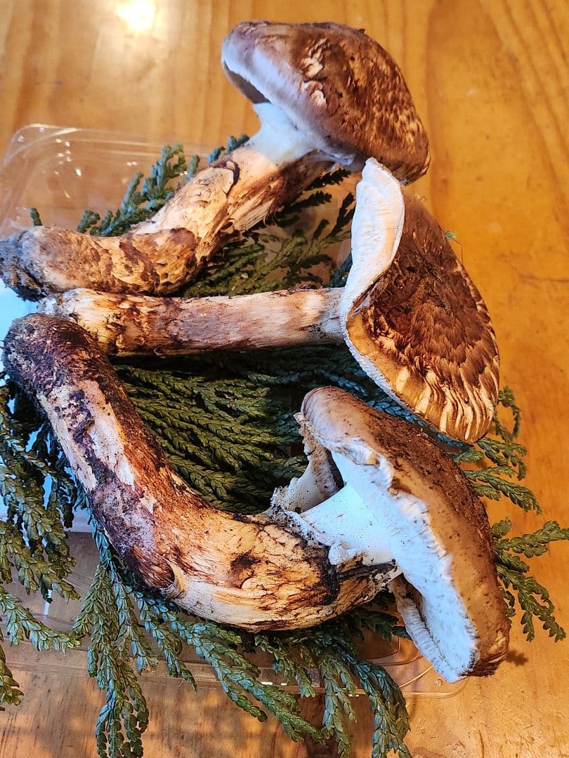 北海道産松茸　409g