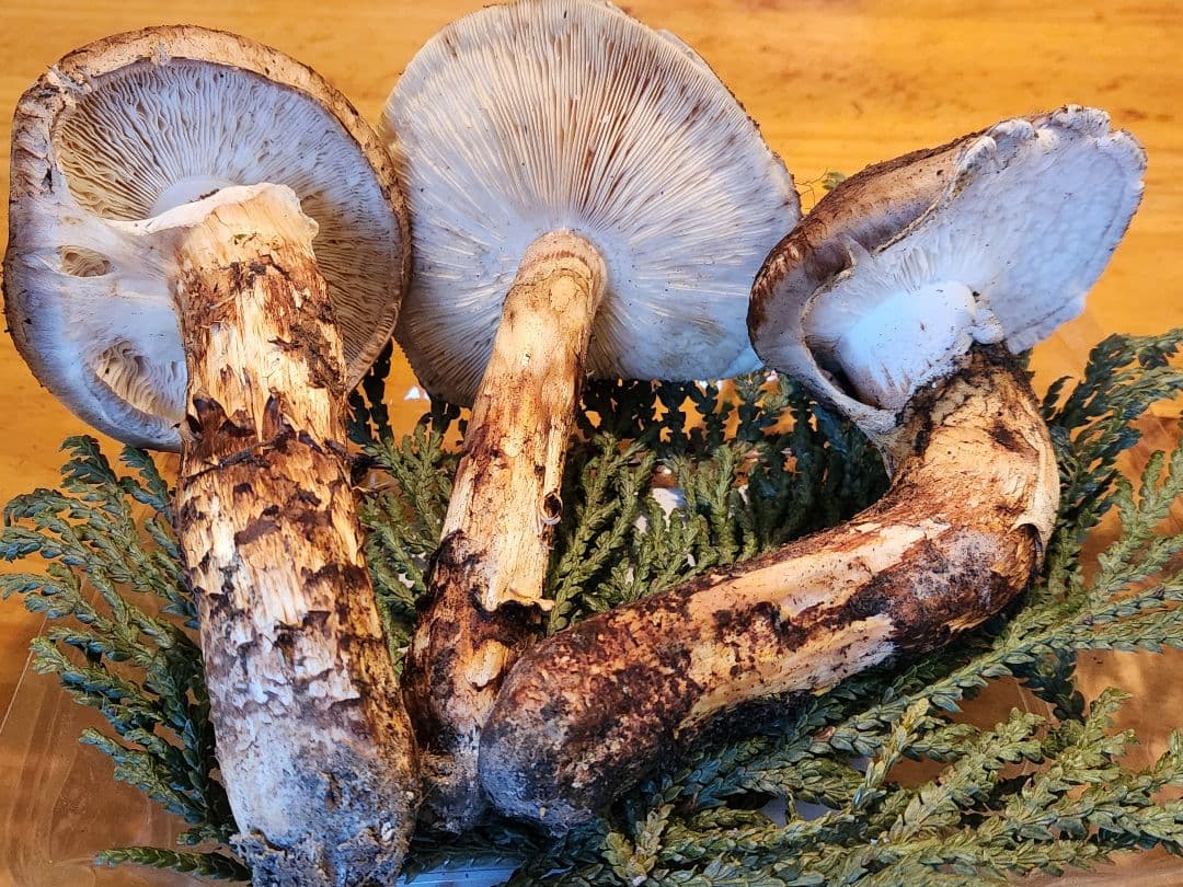 北海道産松茸　409g