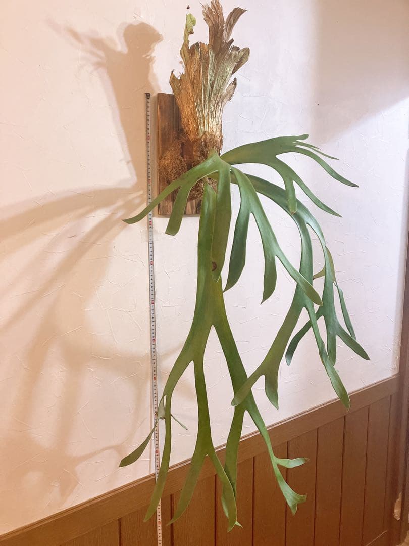 美形ビカクシダ　ウィリンキーwild\"east java\" コウモリラン