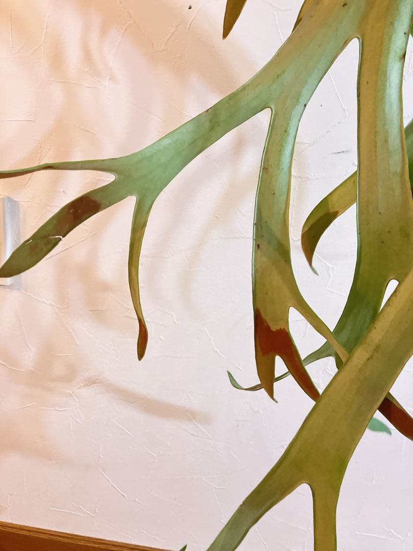 美形ビカクシダ　ウィリンキーwild\"east java\" コウモリラン