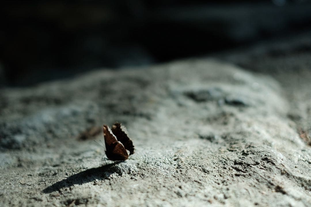 FUJIFILM XF35mmF1.4 R 本体