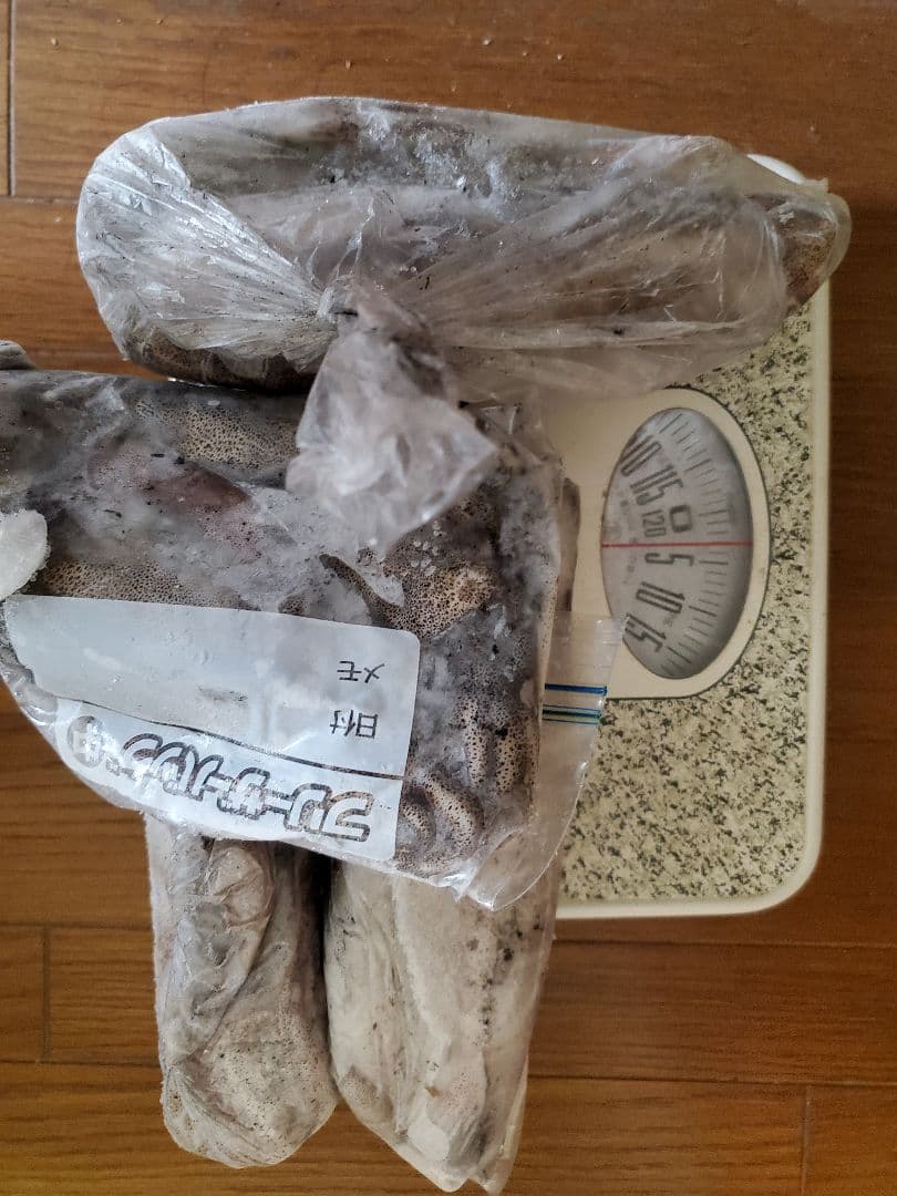 冷凍アオリイカ 約4キロ