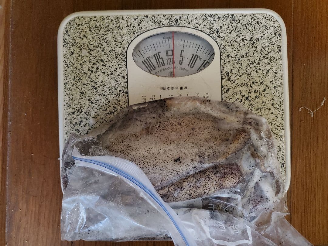 冷凍アオリイカ 約4キロ