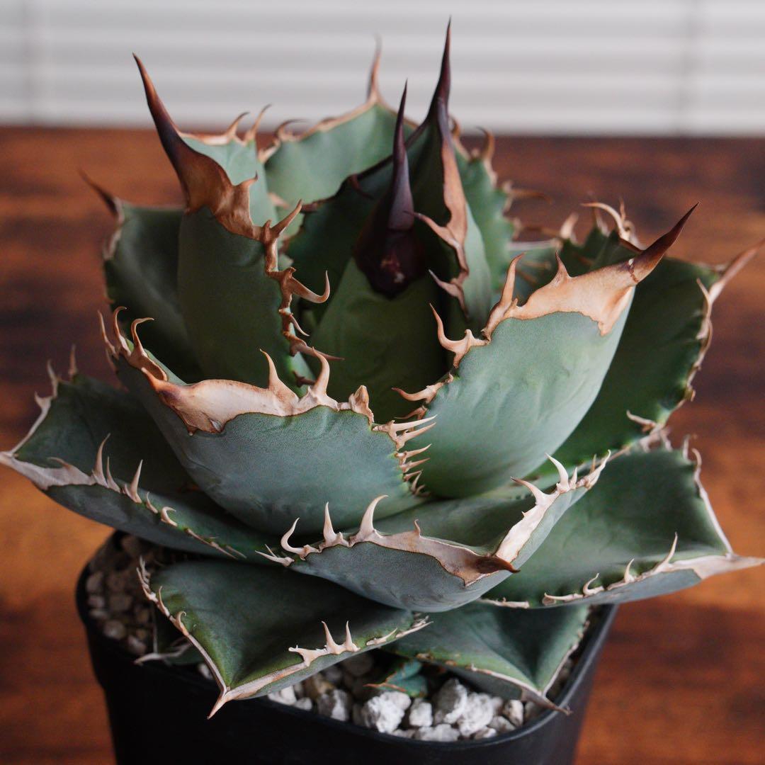 【011】アガベ オテロイ 実生／鉢植え発送