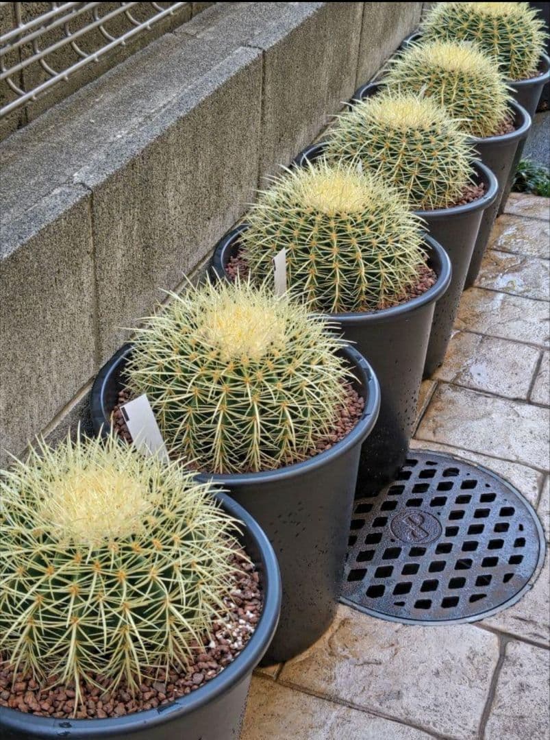 ｔ金鯱 サボテン キンシャチ 8号 ロックガーデン 逸品 エキノカクタス