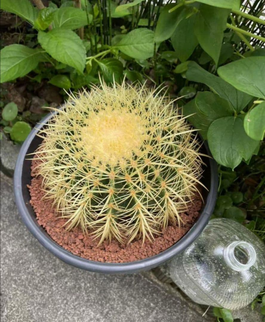 ｔ金鯱 サボテン キンシャチ 8号 ロックガーデン 逸品 エキノカクタス