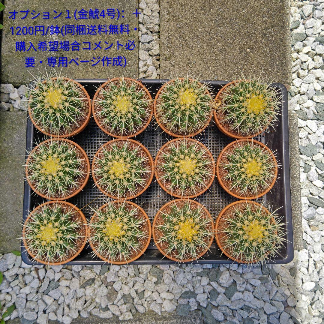 ｔ金鯱 サボテン キンシャチ 8号 ロックガーデン 逸品 エキノカクタス