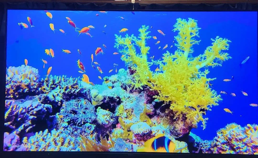 全国発送 23年製　パナソニック　有機EL TH-65LZ1800 65インチ