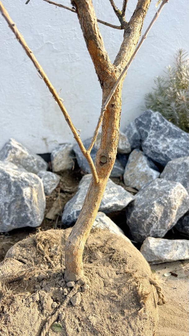 超美形。仕立てフェイジョア1.7M(鉢底から)