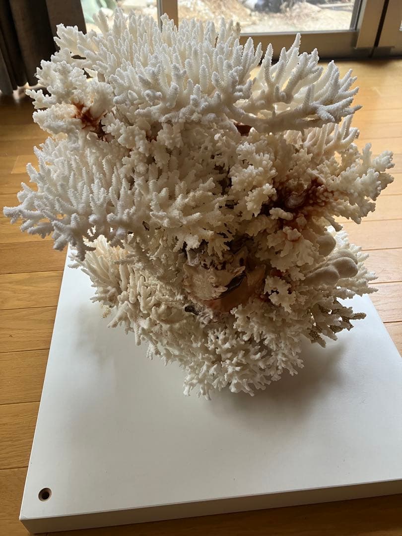 特大　サンゴ礁　オブジェ　　希少　天然珊瑚　ハンドメイド