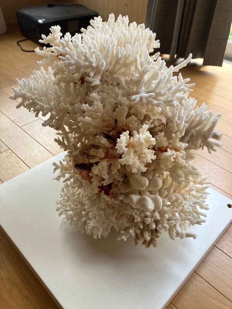 特大　サンゴ礁　オブジェ　　希少　天然珊瑚　ハンドメイド