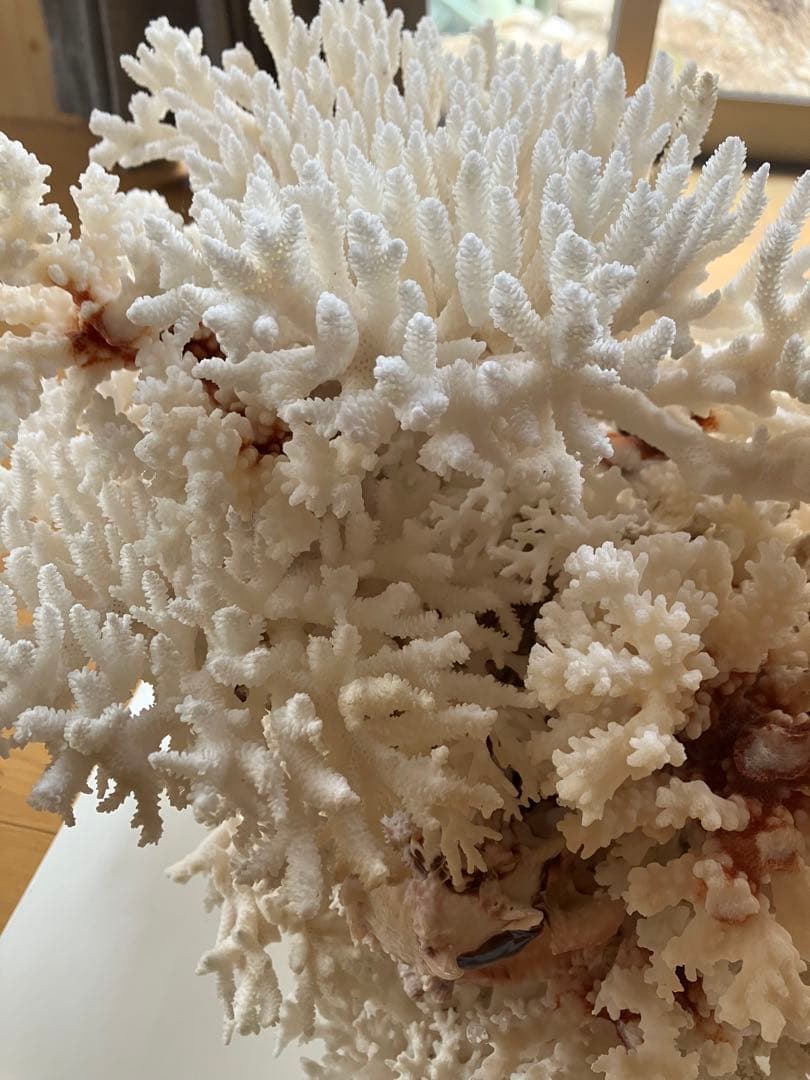 特大　サンゴ礁　オブジェ　　希少　天然珊瑚　ハンドメイド