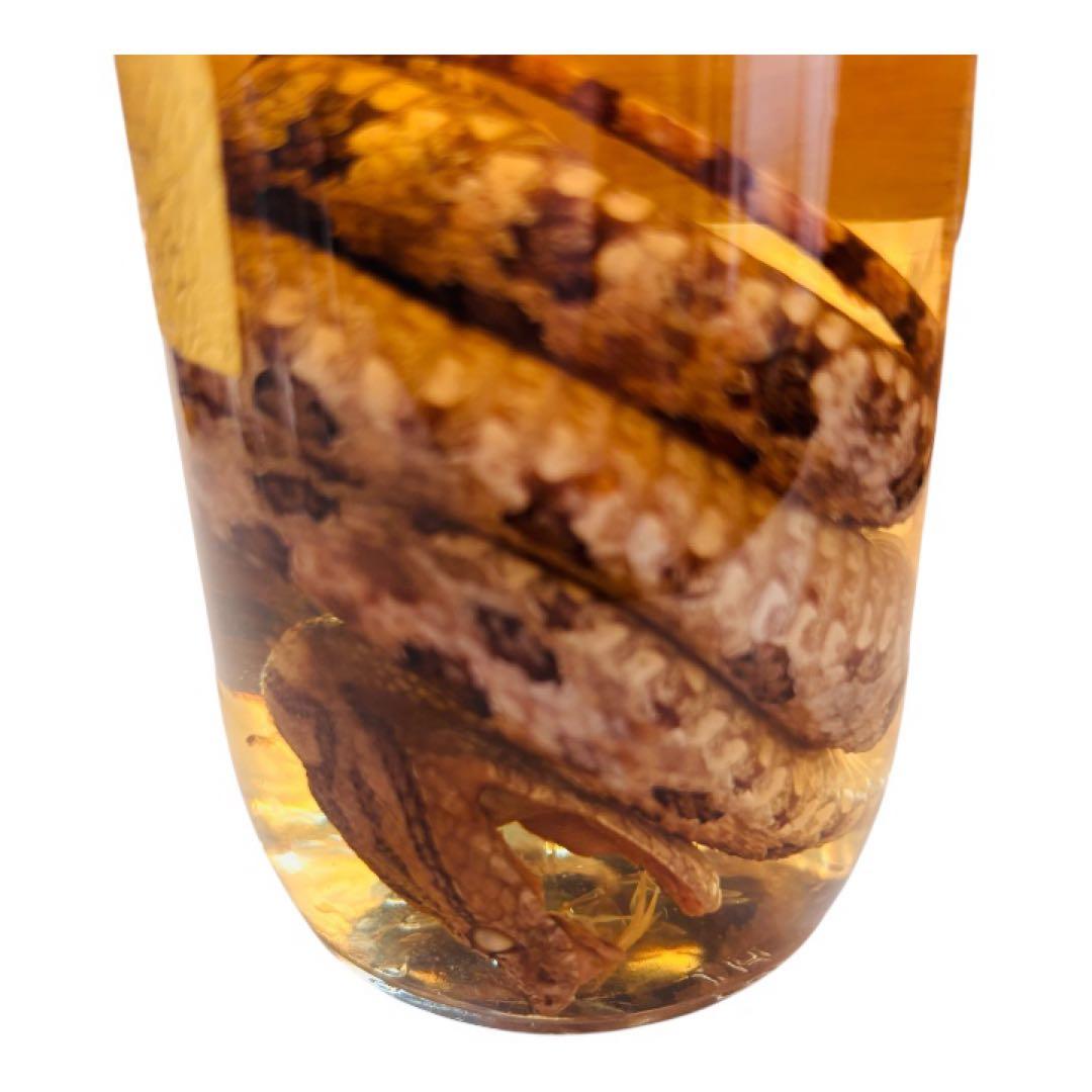 億万長蛇 ハブ酒 限定品 南都酒造所　沖縄