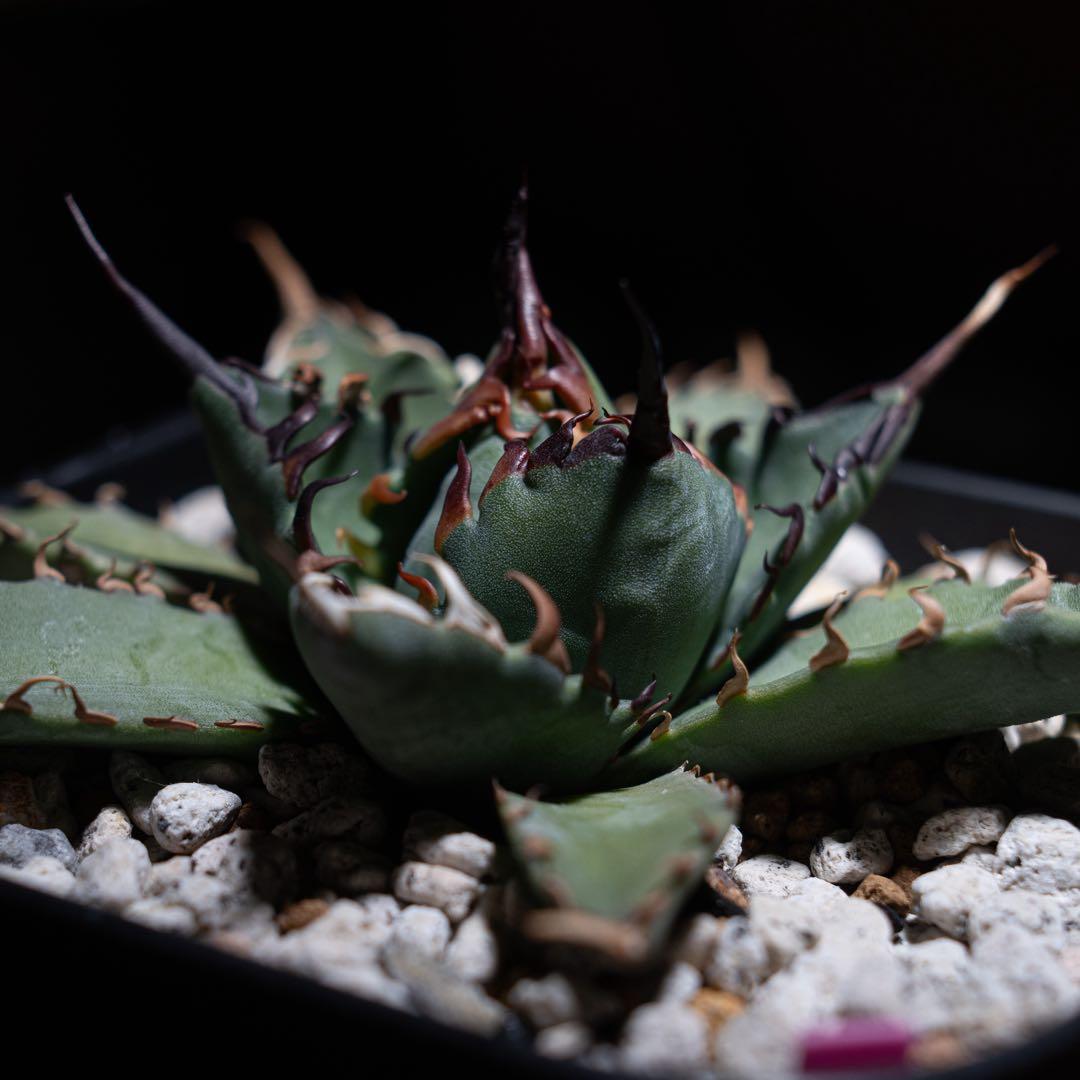 アガベ チタノタ【 エボリスピナ × BB 】